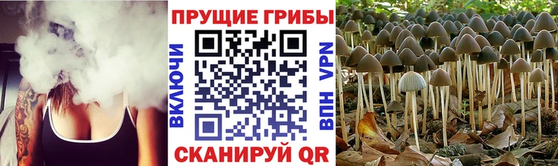 Галлюциногенные грибы Cubensis Мостовской